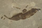 Fossil Leaves, Crane Fly, and Fly Plate - Utah #334205-1